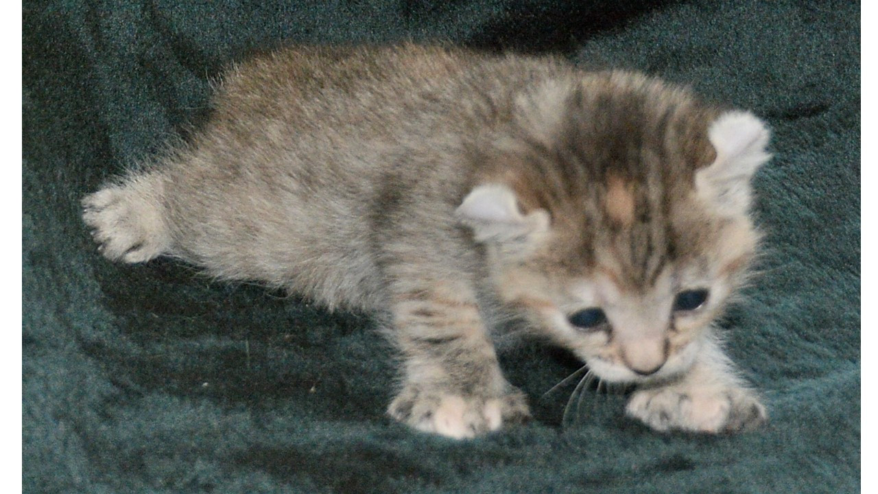 Highland Lynx Kittens For Sale Washington Happy Living