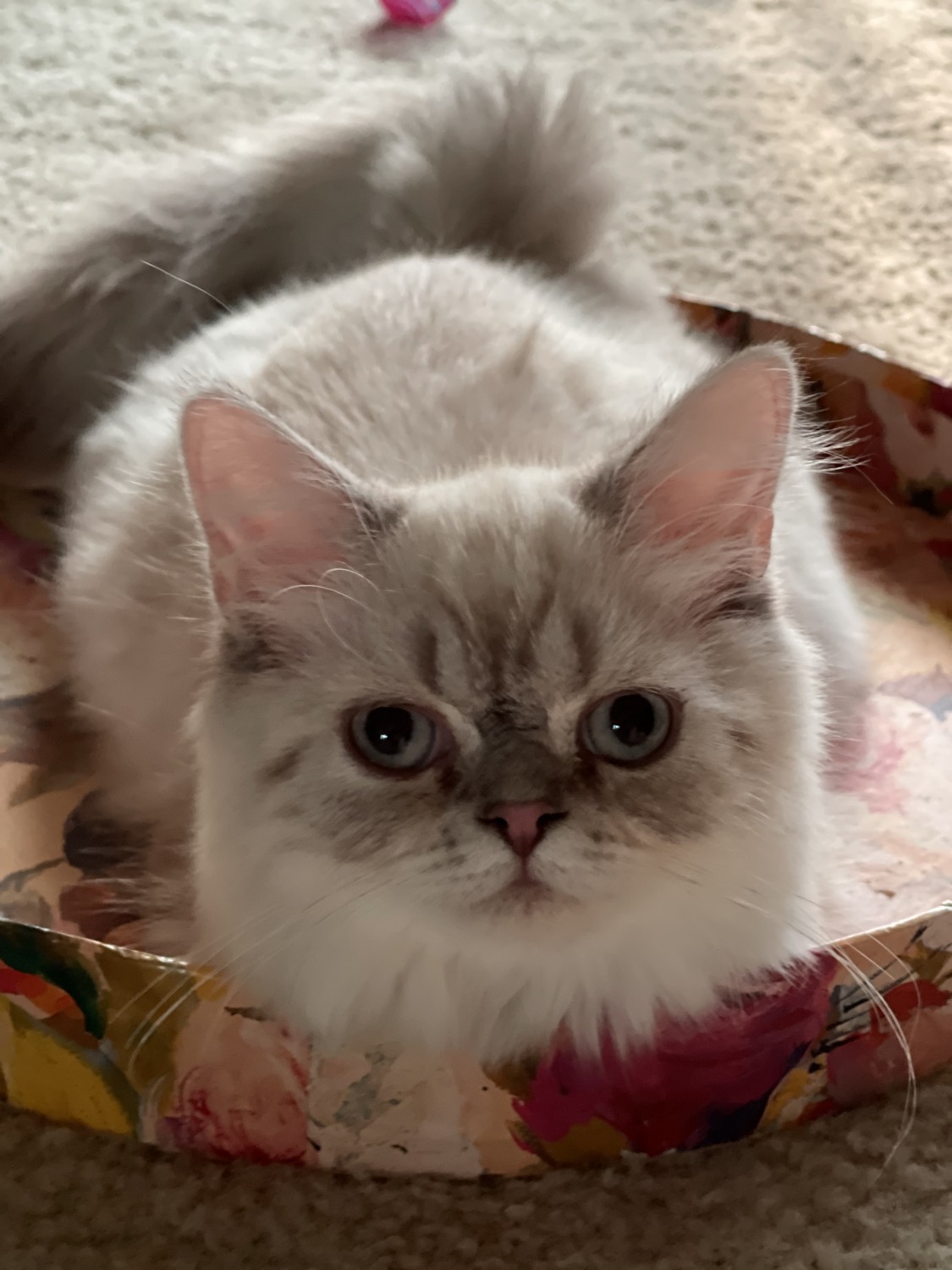 Himalayan Cats For Sale Wheeling, IL 367024 Petzlover