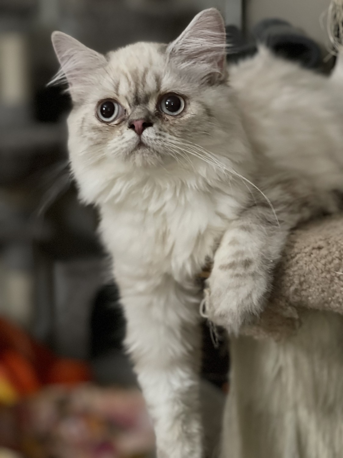 Himalayan Cats For Sale Wheeling, IL 367024 Petzlover