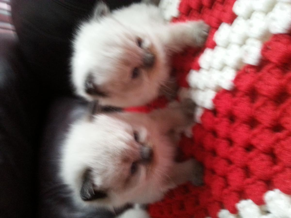 Himalayan Cats For Sale Binghamton, NY 90636 Petzlover