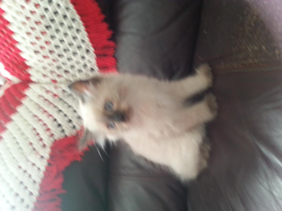 "Himalayan" Cats For Sale Binghamton, NY 91568 Petzlover