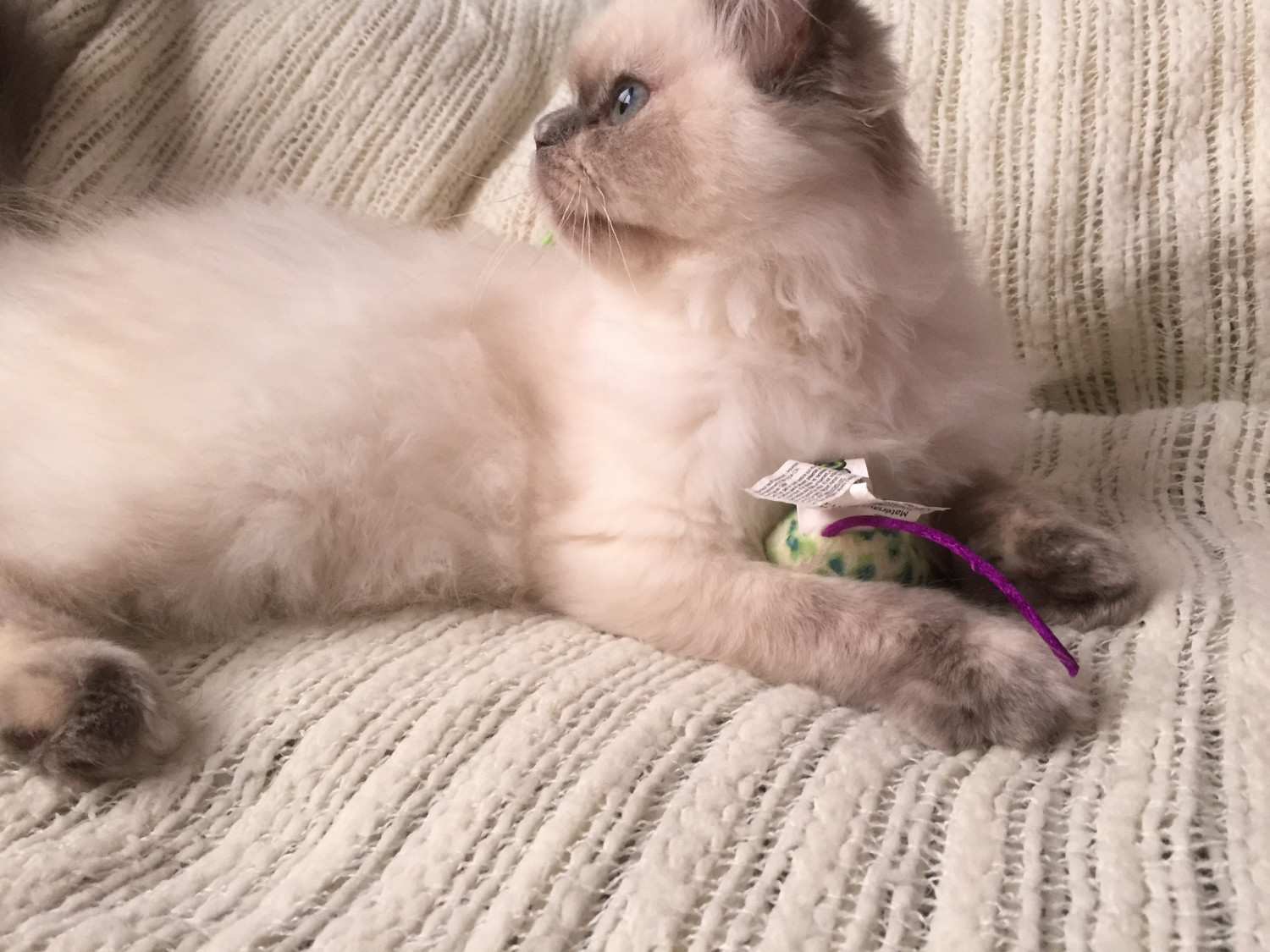Himalayan Cats For Sale Osceola County, FL 179709