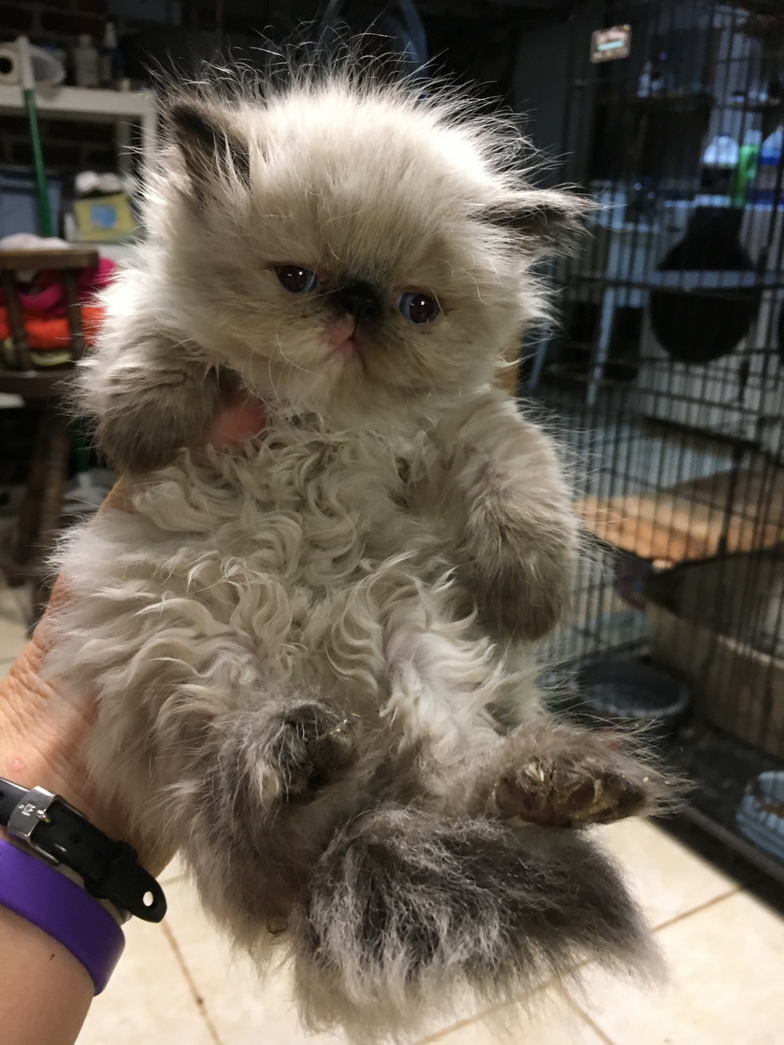 Himalayan Cats For Sale Vancouver, WA 243727 Petzlover