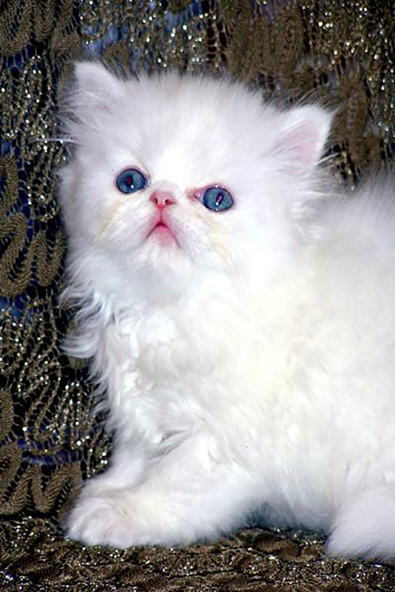 Himalayan Cats For Sale Brooklyn, NY 248970 Petzlover