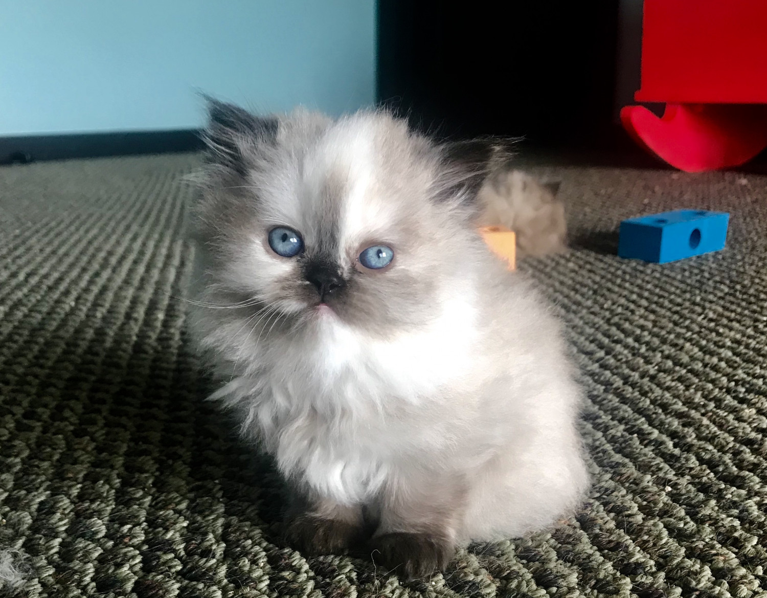 Himalayan Cats For Sale Robesonia, PA 281099 Petzlover