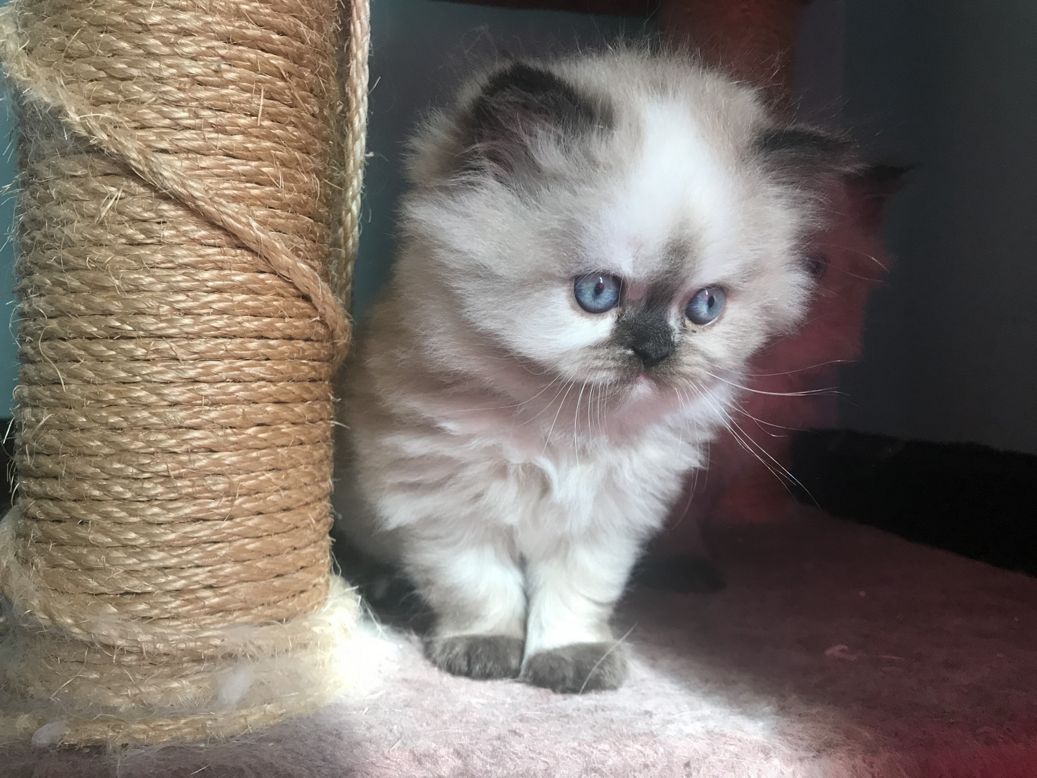 Himalayan Cats For Sale Robesonia, PA 281099 Petzlover
