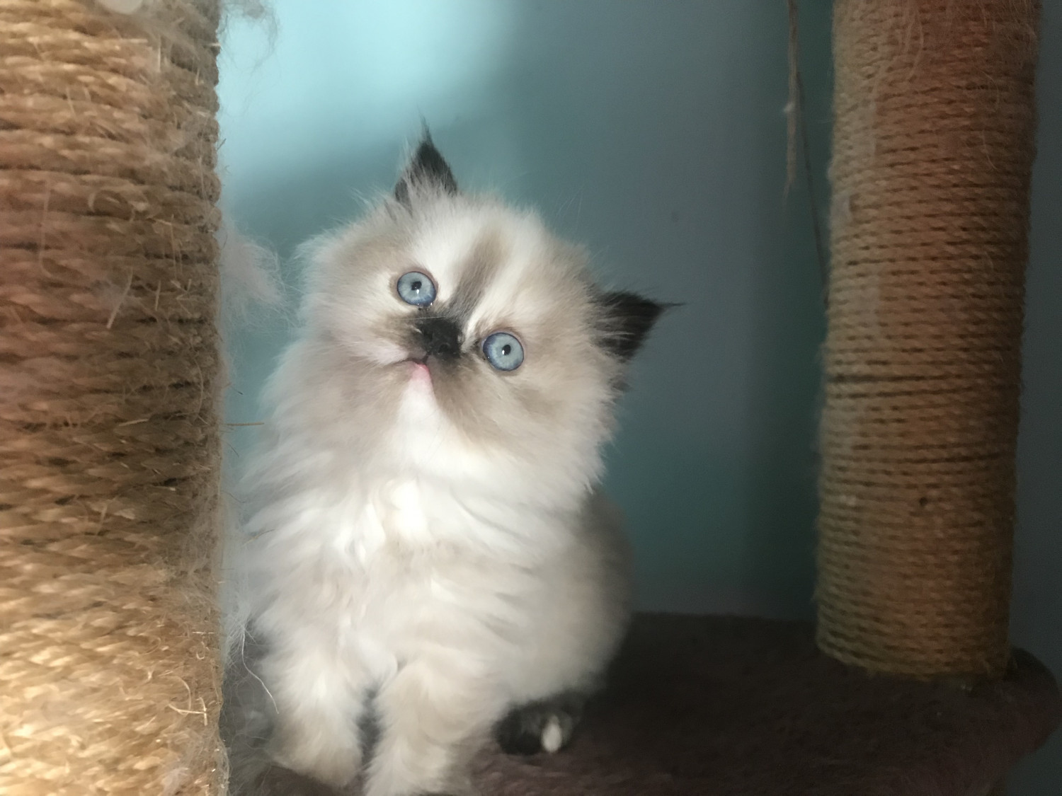 Himalayan Cats For Sale Robesonia, PA 281099 Petzlover