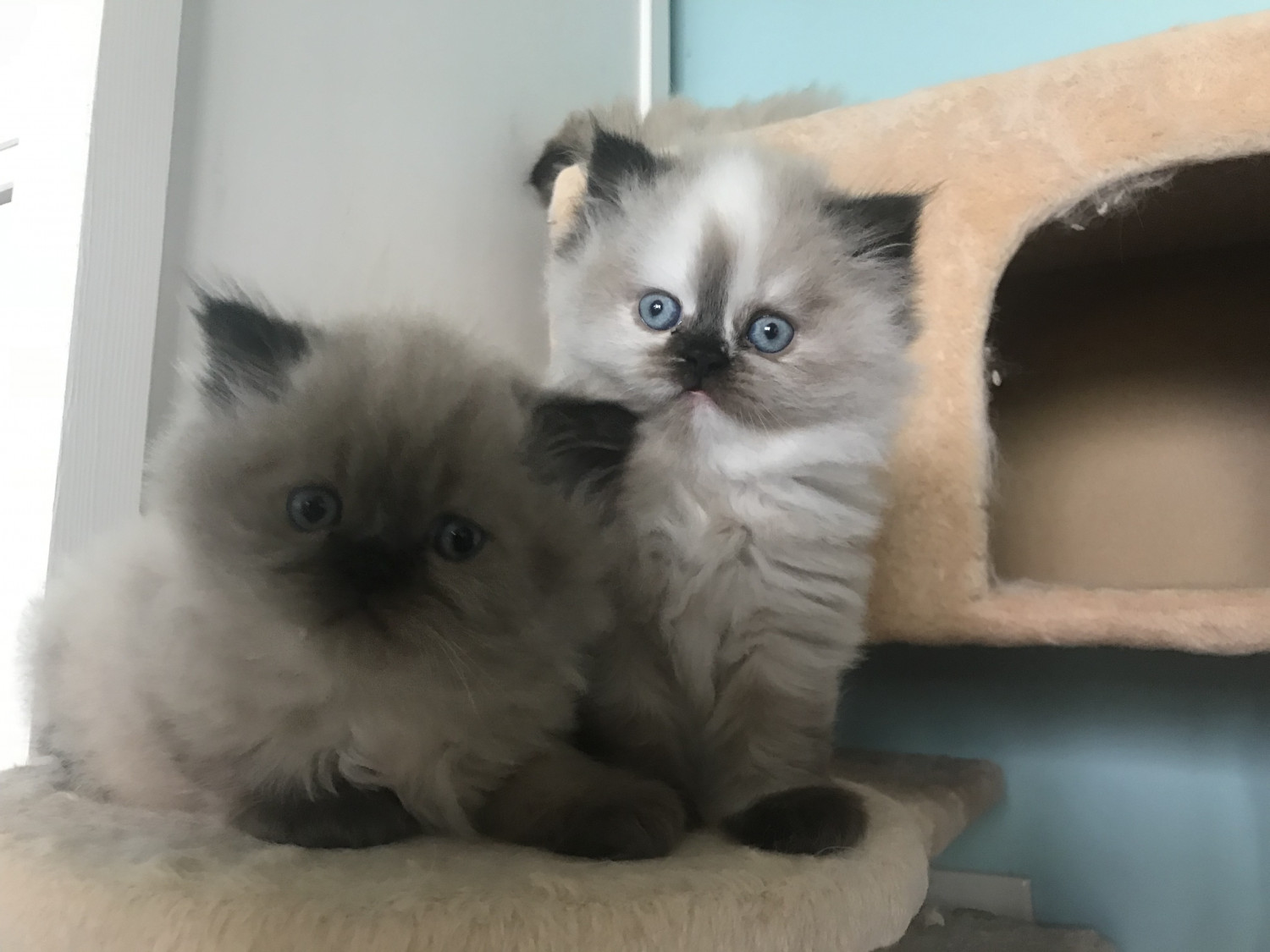Himalayan Cats For Sale Robesonia, PA 281099 Petzlover
