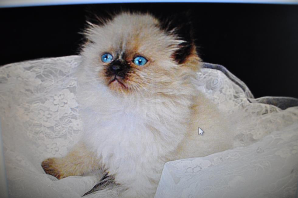 Himalayan Persian Cats For Sale Louisville, KY 78377