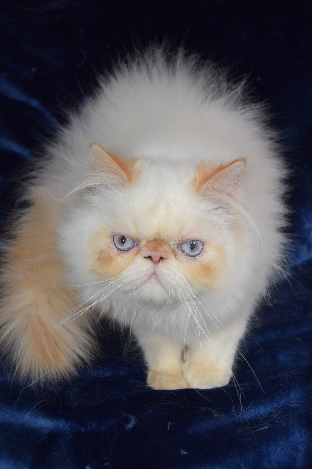 Himalayan Persian Cats For Sale | Southern California, CA #183800