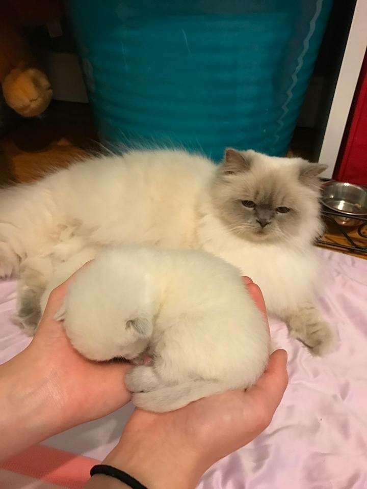 Himalayan Persian Cats For Sale Charleston, SC 235671