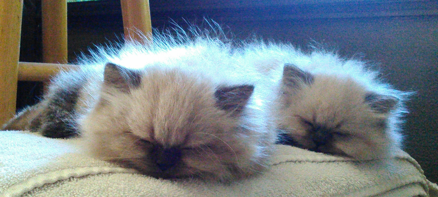 Himalayan Persian Cats For Sale Portland, OR 237031