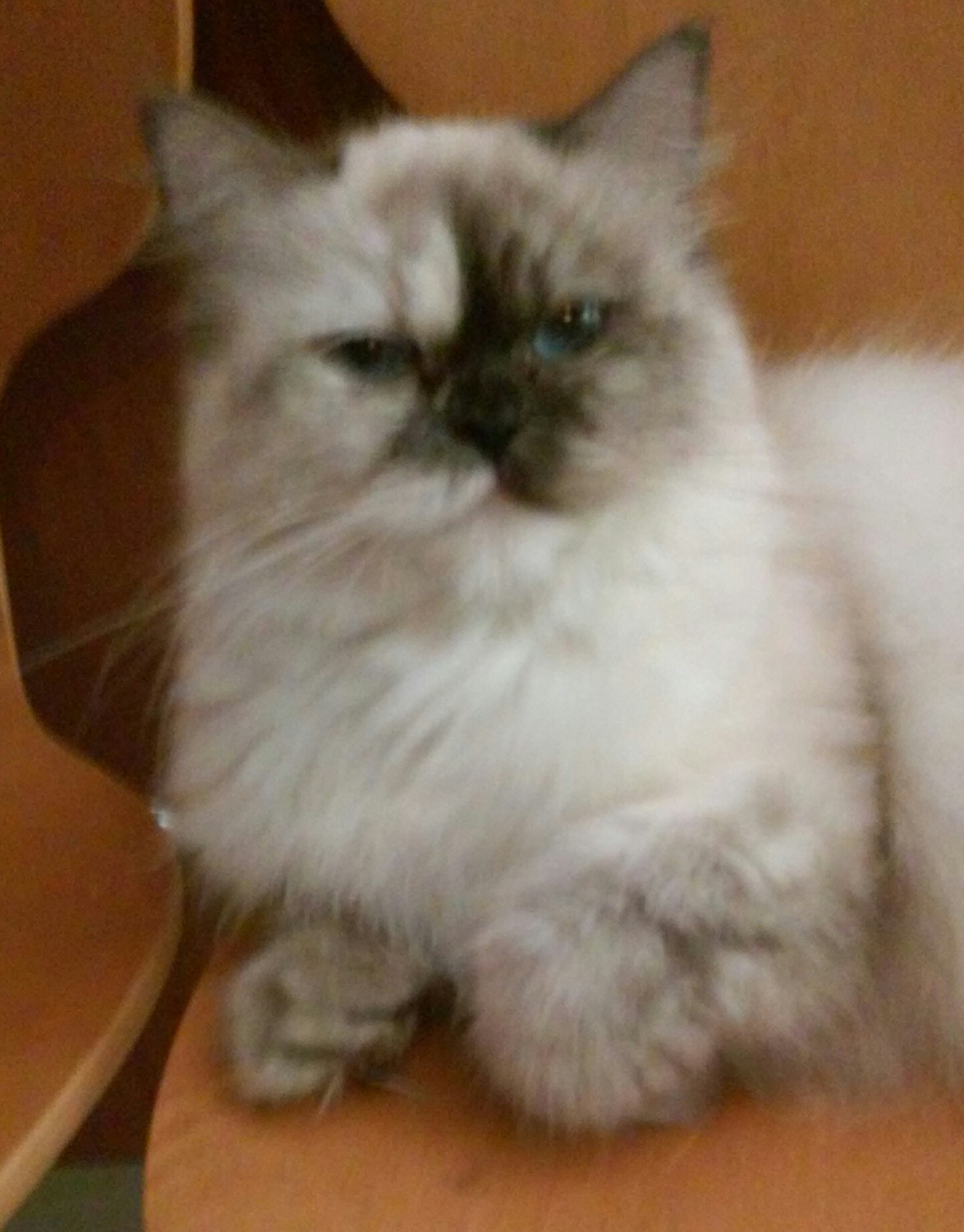Himalayan Persian Cats For Sale | Portland, OR #260773