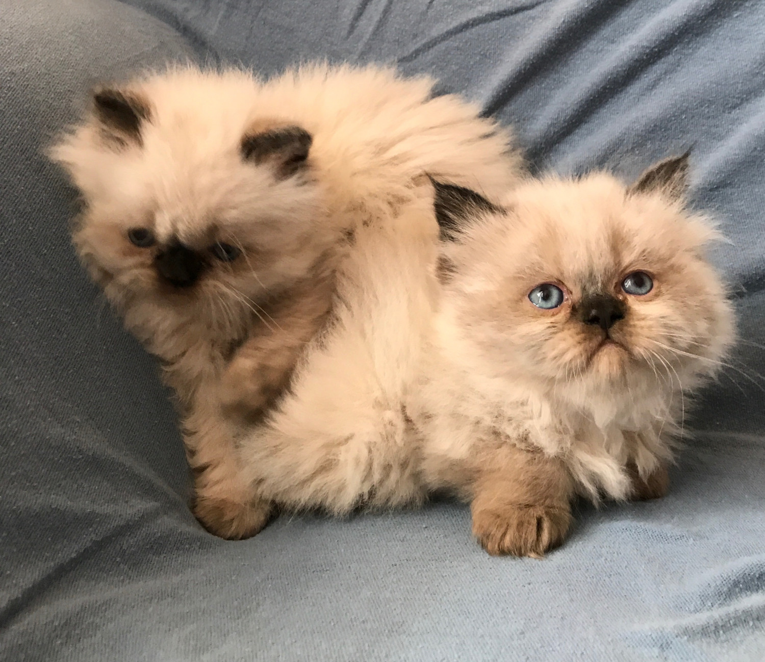 Himalayan Persian Cats For Sale Palmdale, CA 275468