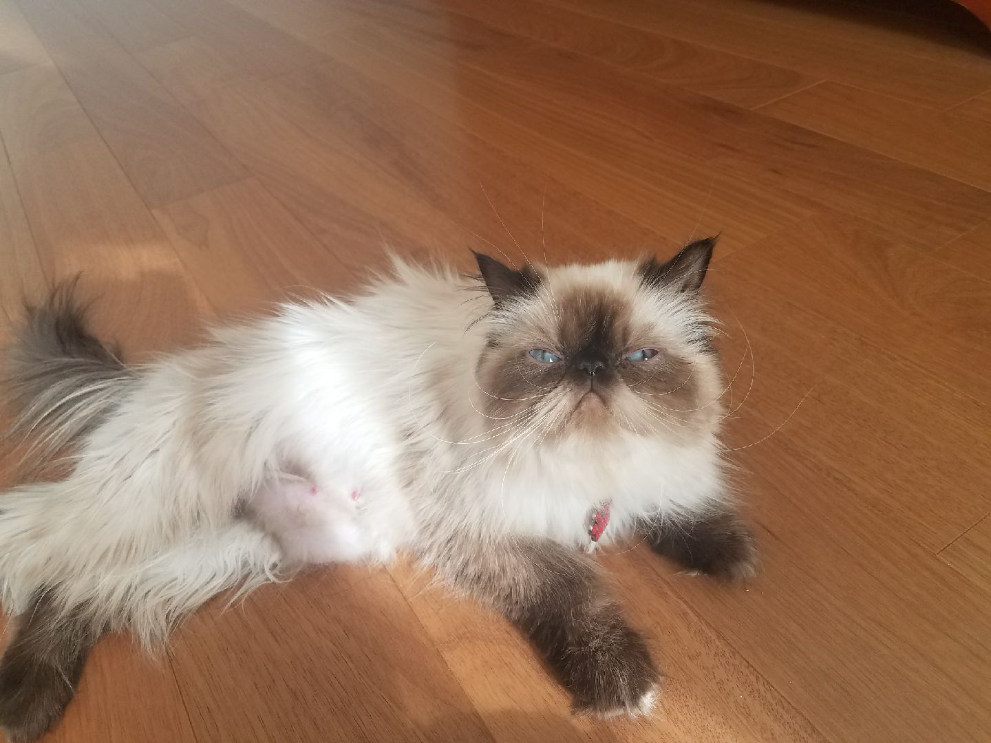 Himalayan Persian Cats For Sale Palmdale, CA 275468