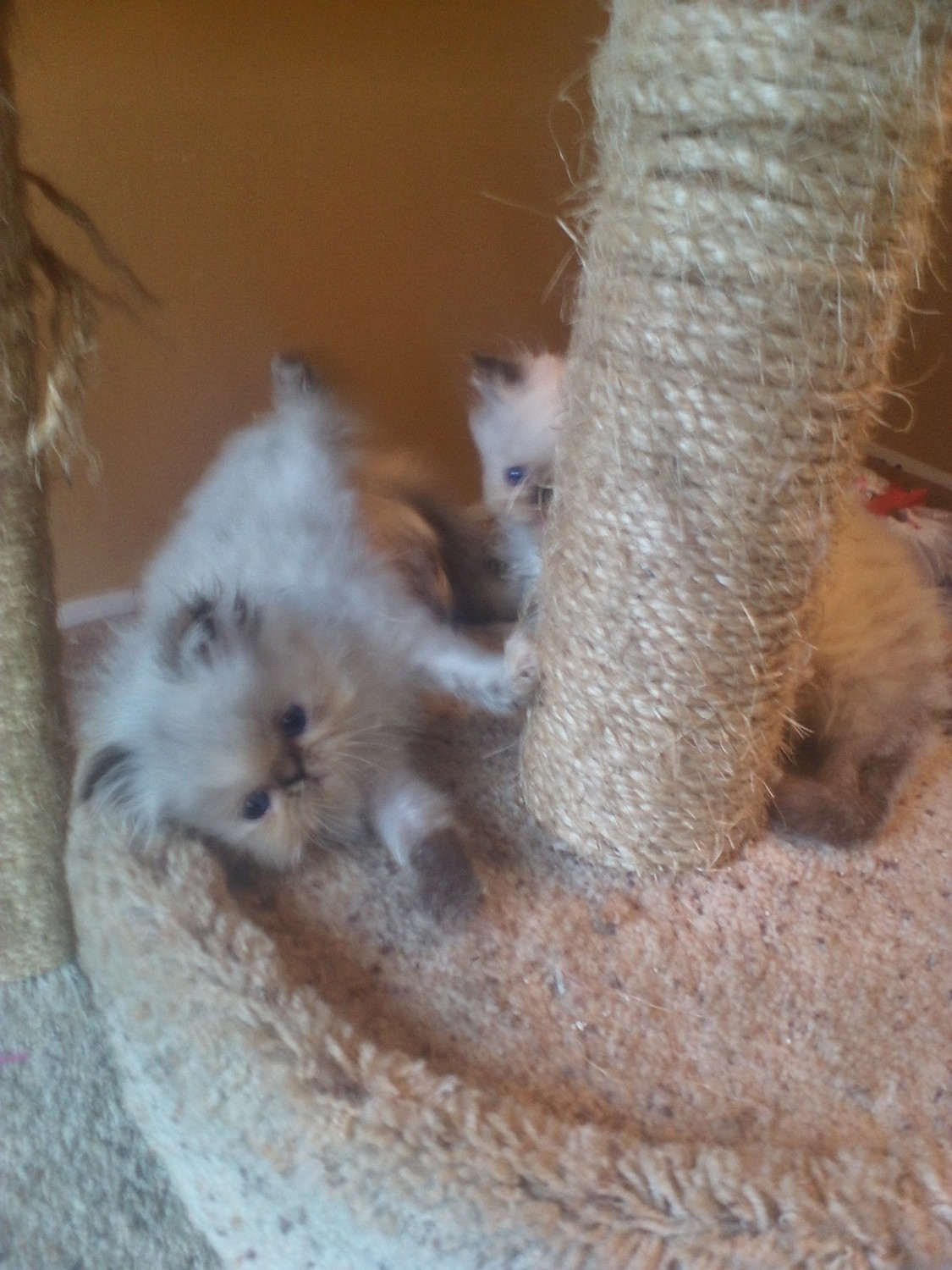 Himalayan Persian Cats For Sale Coarsegold, CA 280170