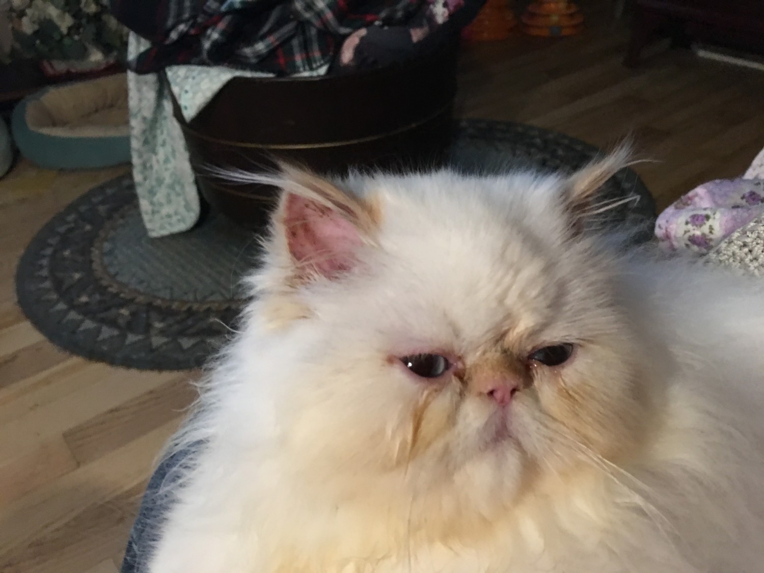 Himalayan Persian Cats For Sale Fleetwood, PA 316588