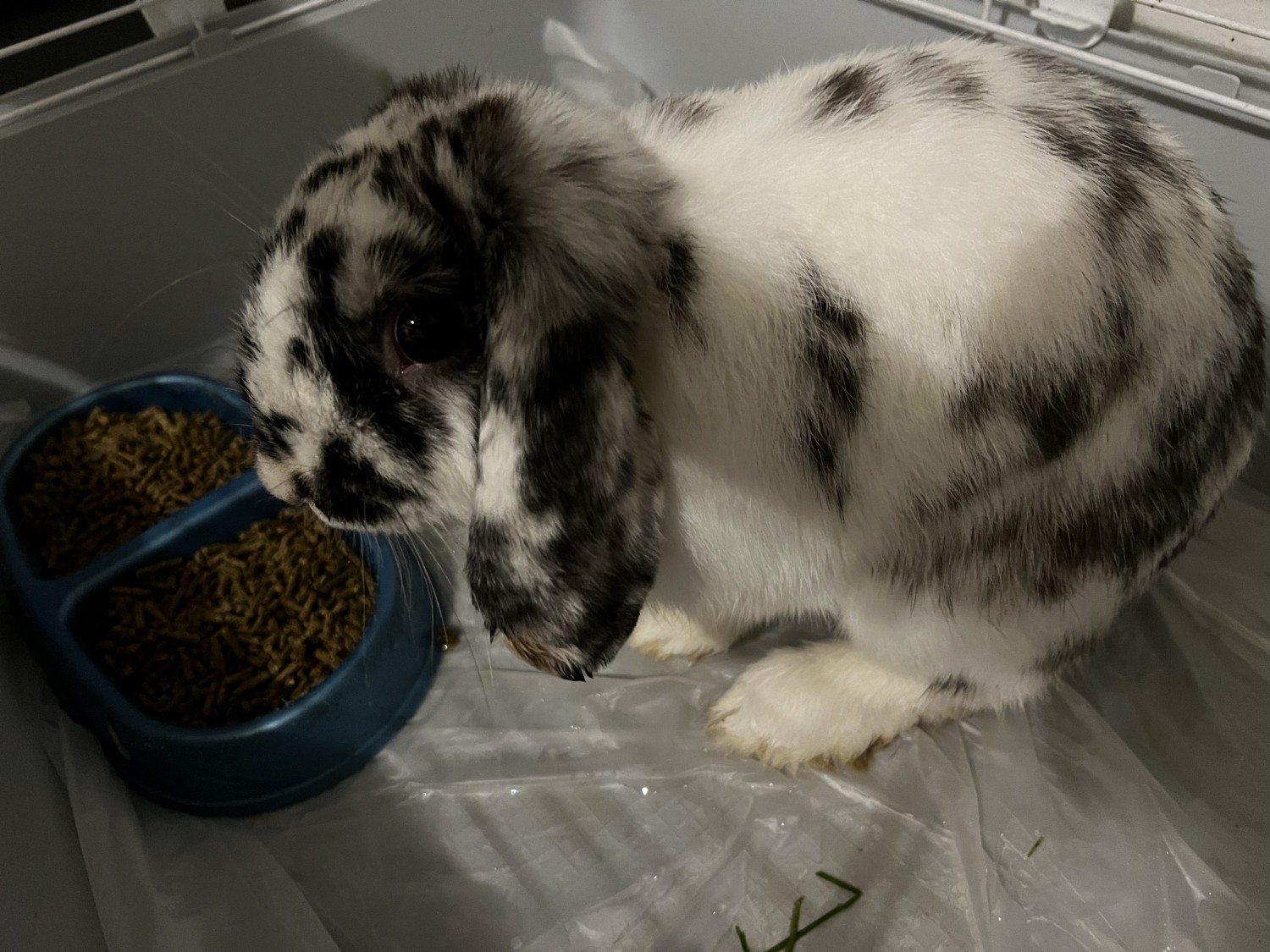 Holland Lop Rabbits For Sale Buffalo, NY 434100