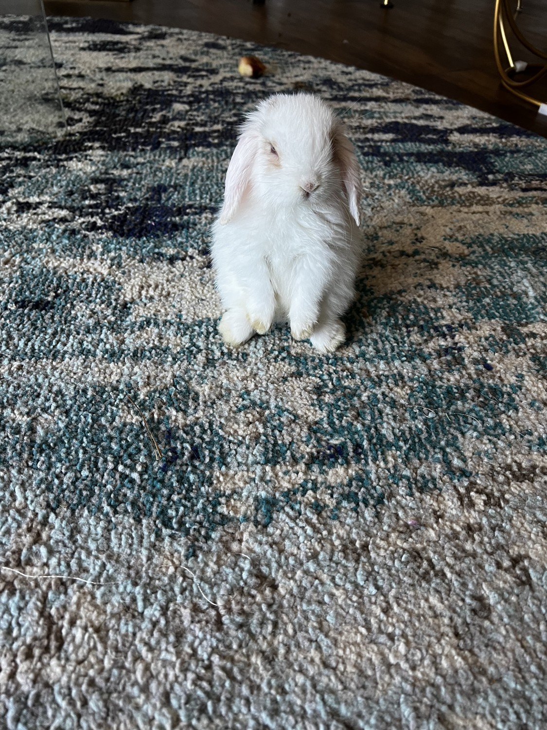 Holland Lop Rabbits For Sale Washington, DC 464745
