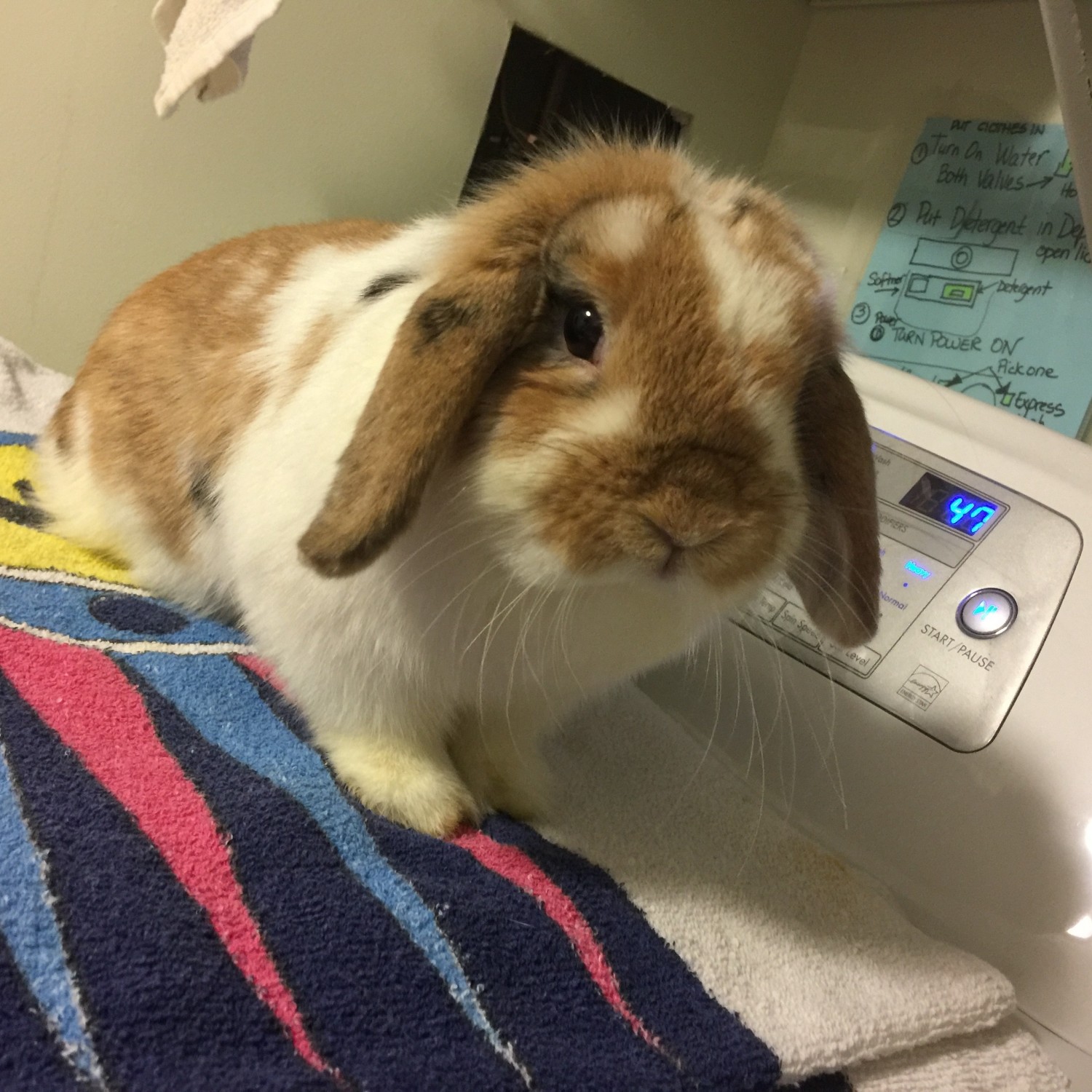 Holland Lop Rabbits For Sale Centereach, NY 175911