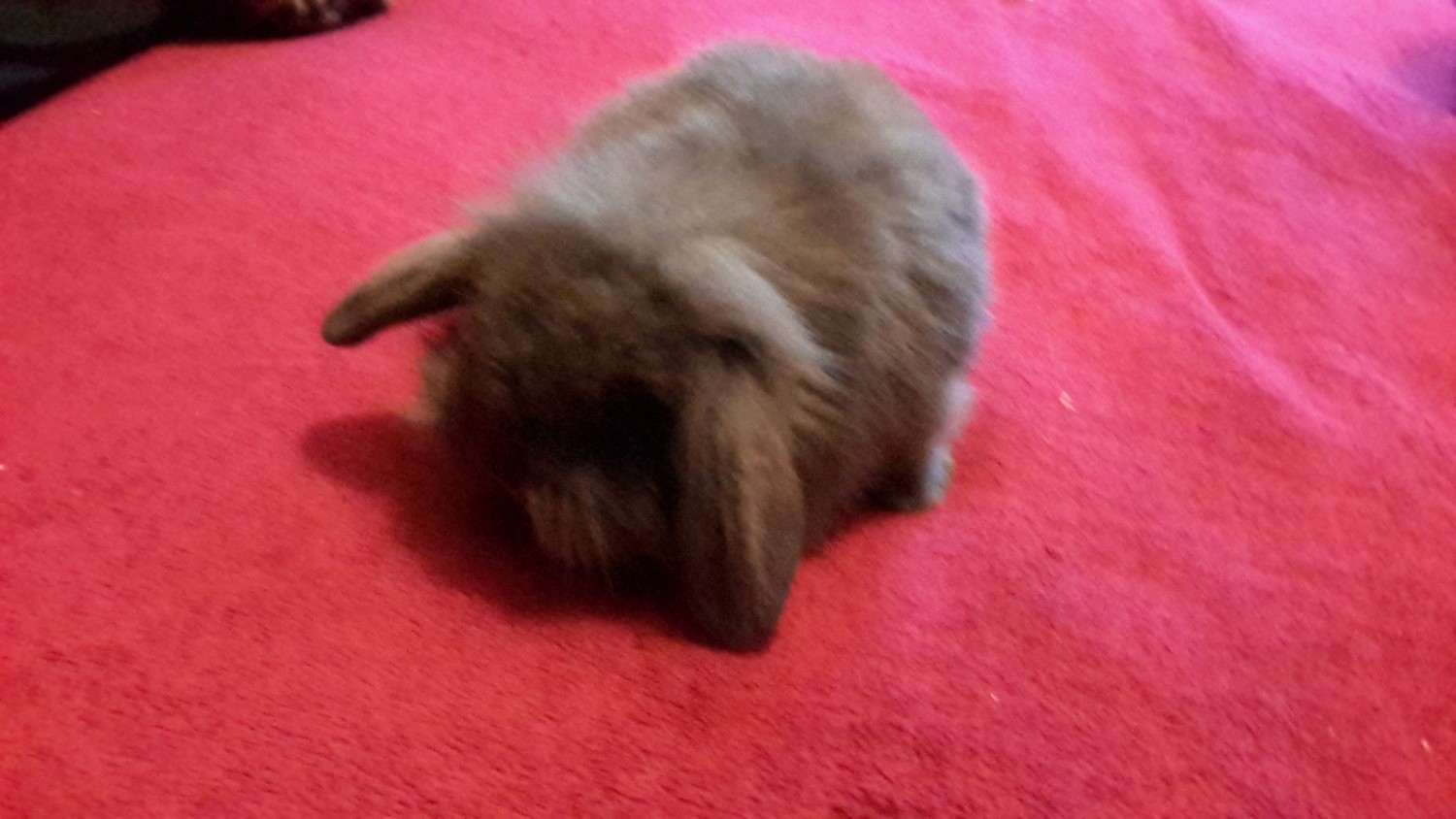 Holland Lop Rabbits For Sale Lynbrook, NY 248183