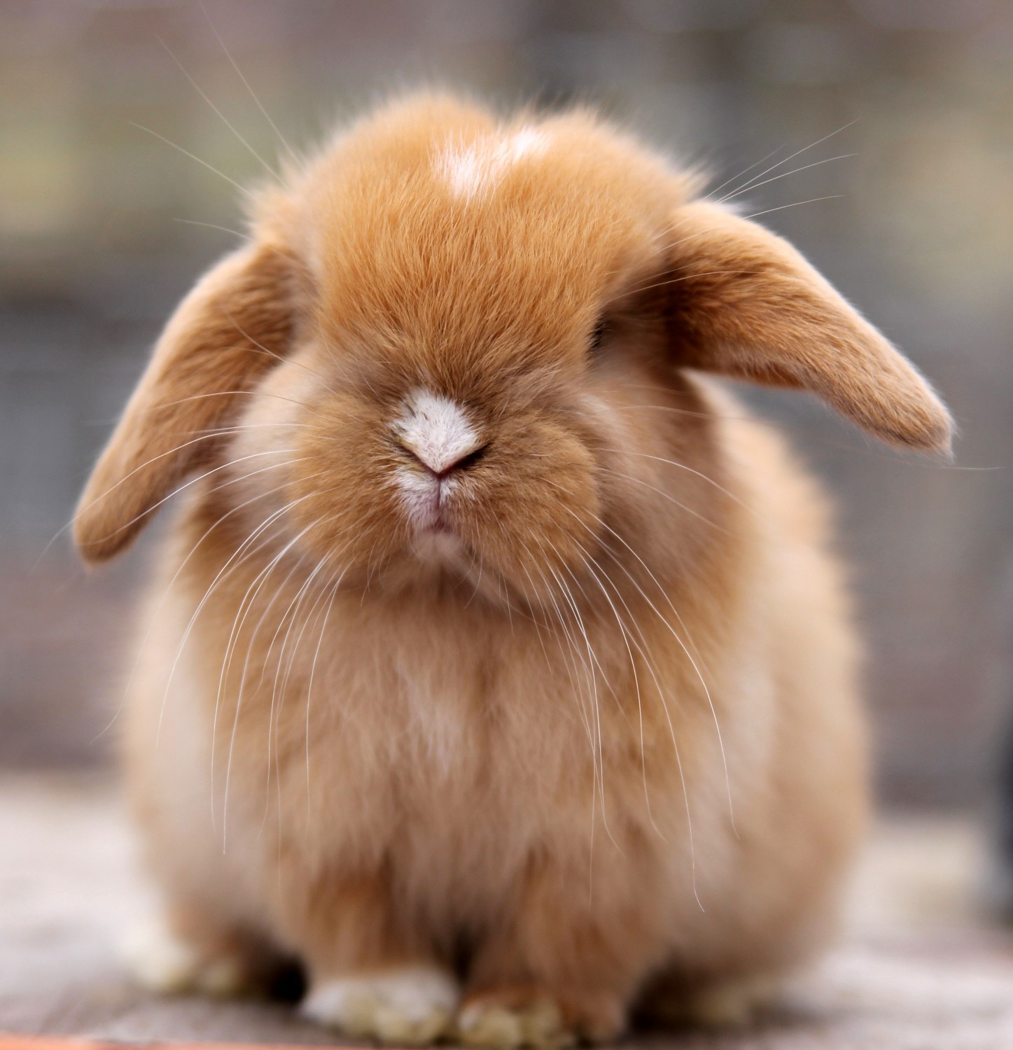 Holland Lop Rabbits For Sale Pound Ridge, NY 276356