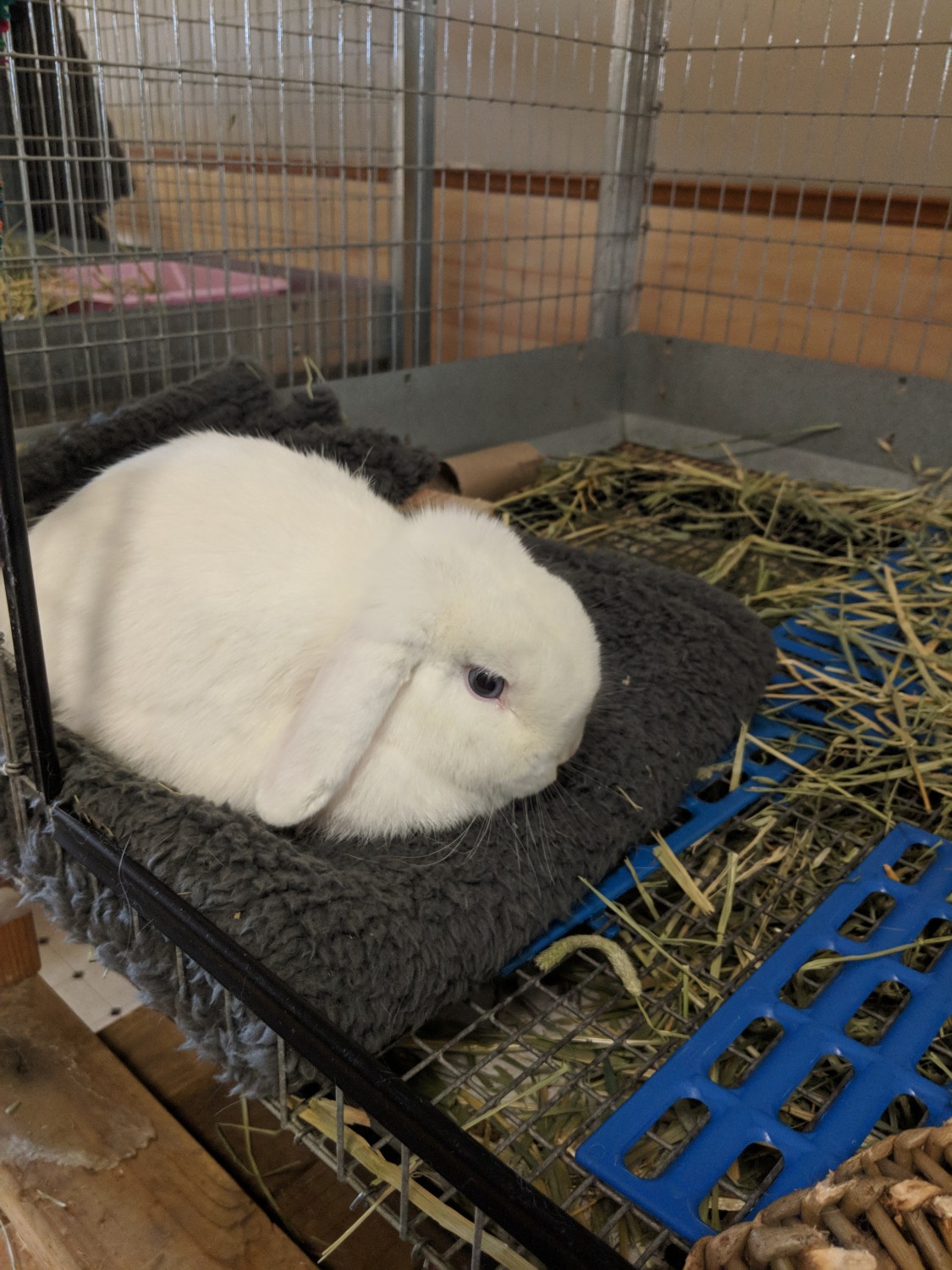 Holland Lop Rabbits For Sale Slatington, PA 289366