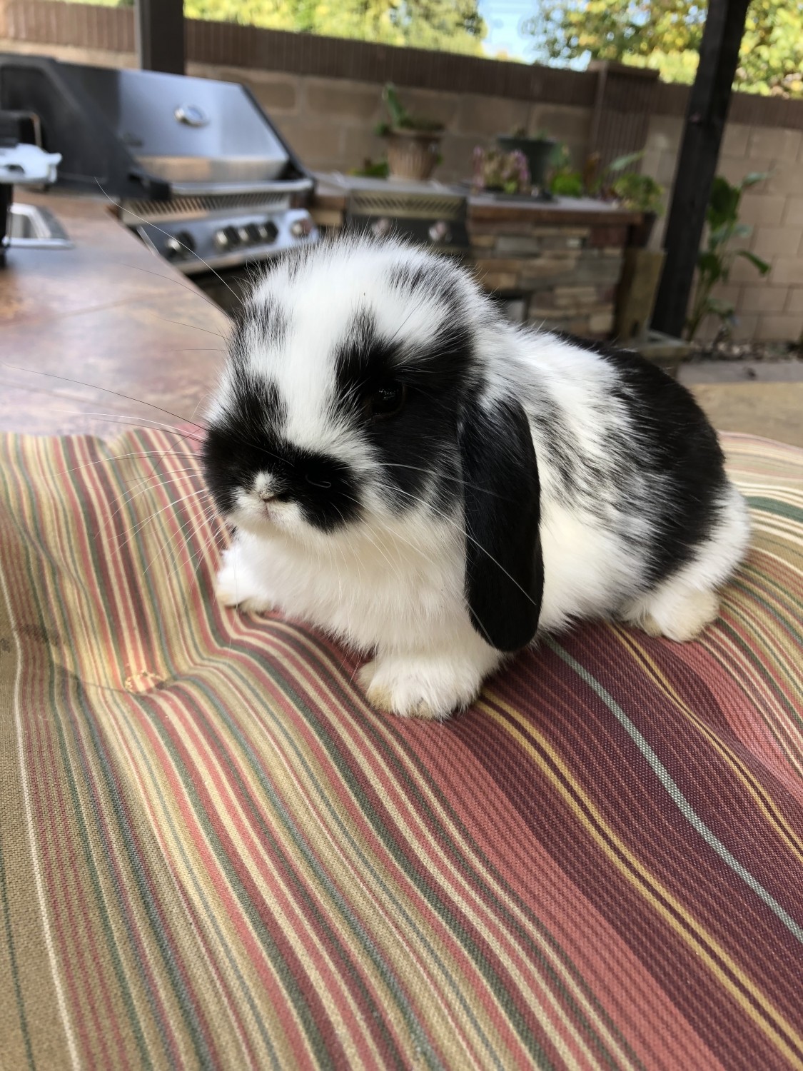 Holland Lop Rabbits For Sale Downey Ca 289830