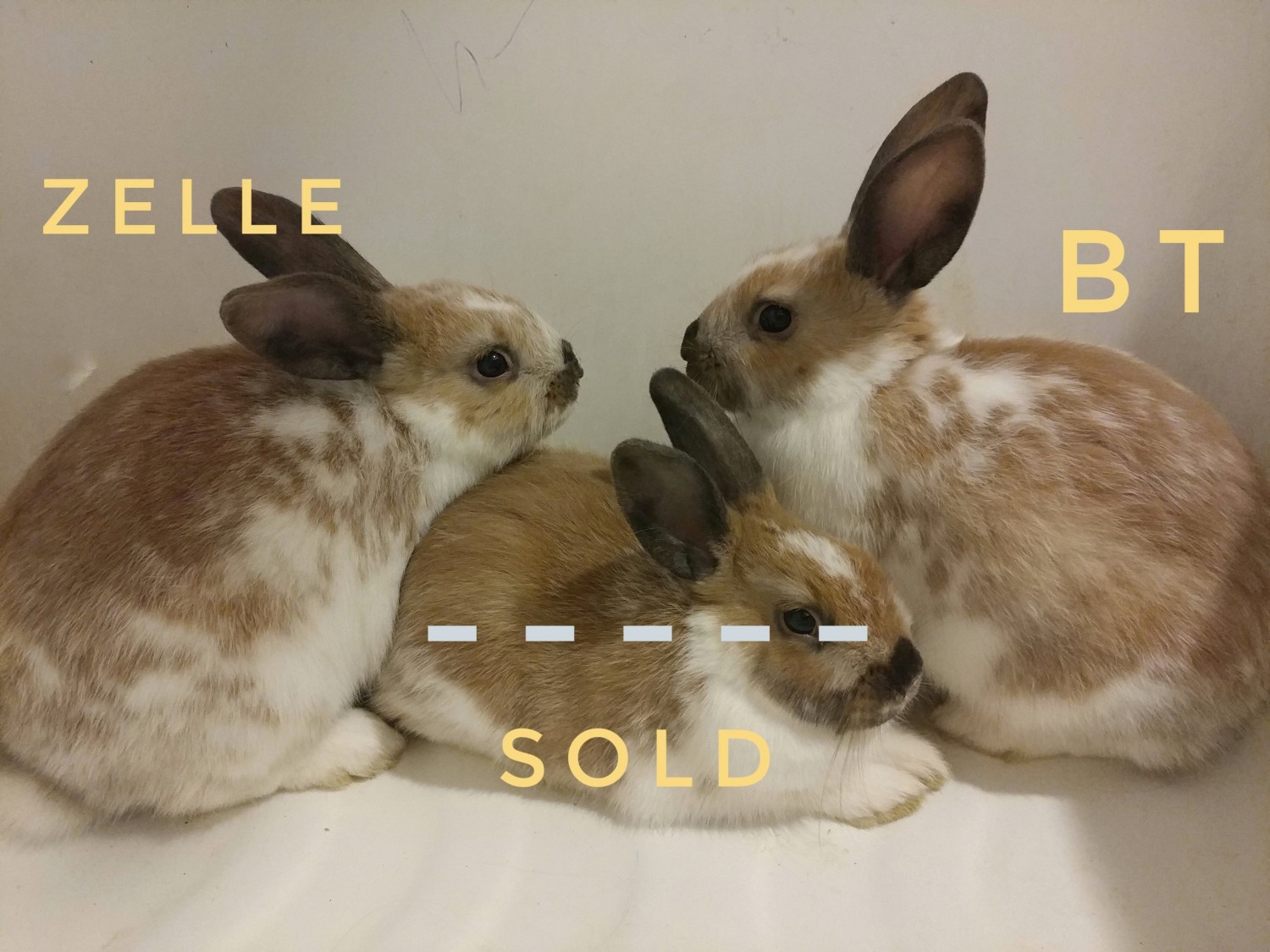 Holland Lop Rabbits For Sale Batavia, NY 289645