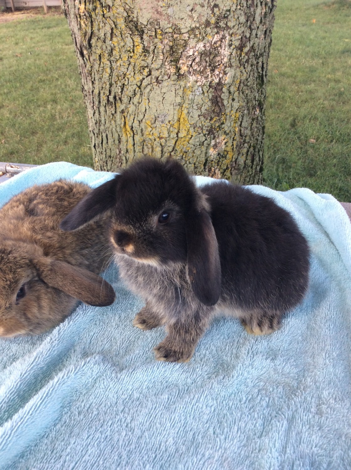 Holland Lop Rabbits For Sale Sanborn Ny 304688