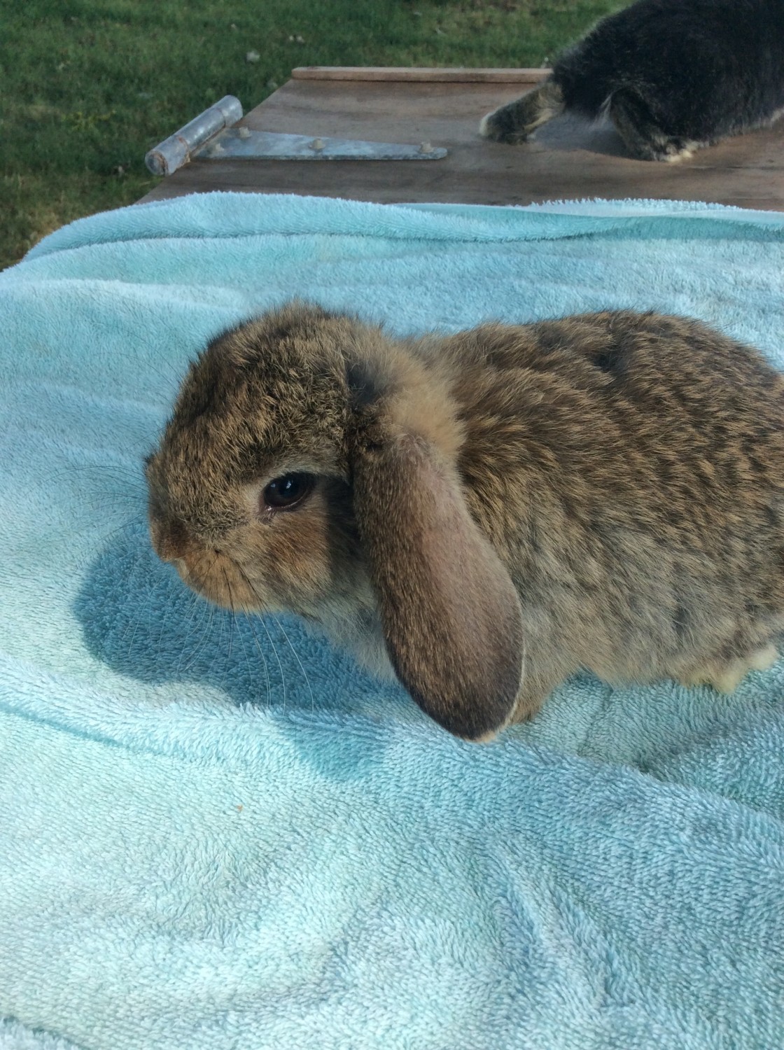 Holland Lop Rabbits For Sale Sanborn, NY 304688
