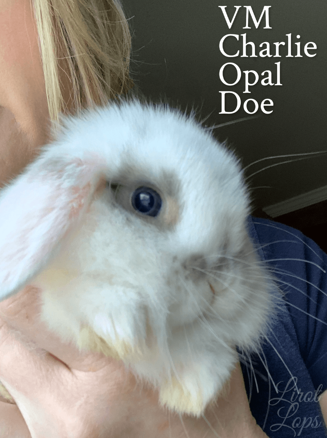 Holland Lop Rabbits For Sale Sandwich, IL 302162