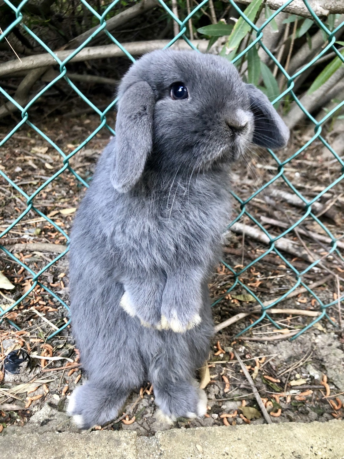 blue holland lop bunny