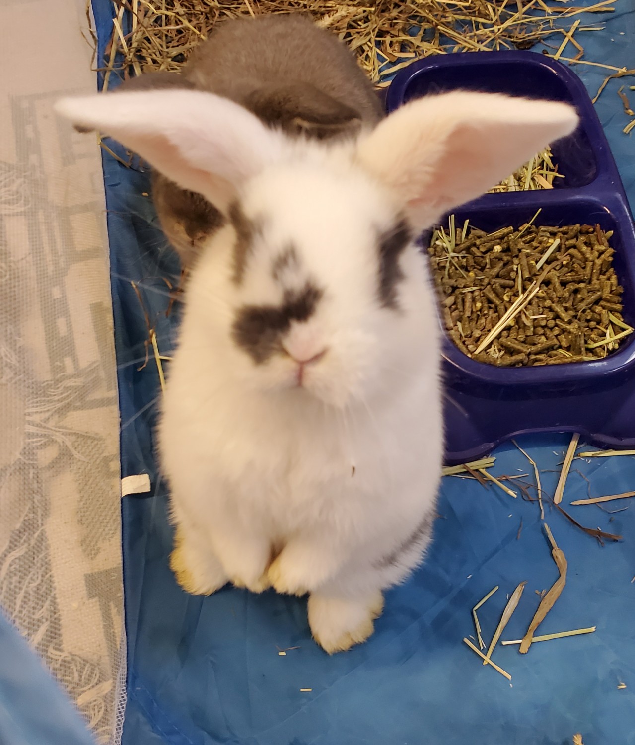 Holland Lop Rabbits For Sale Middleport, NY 317128