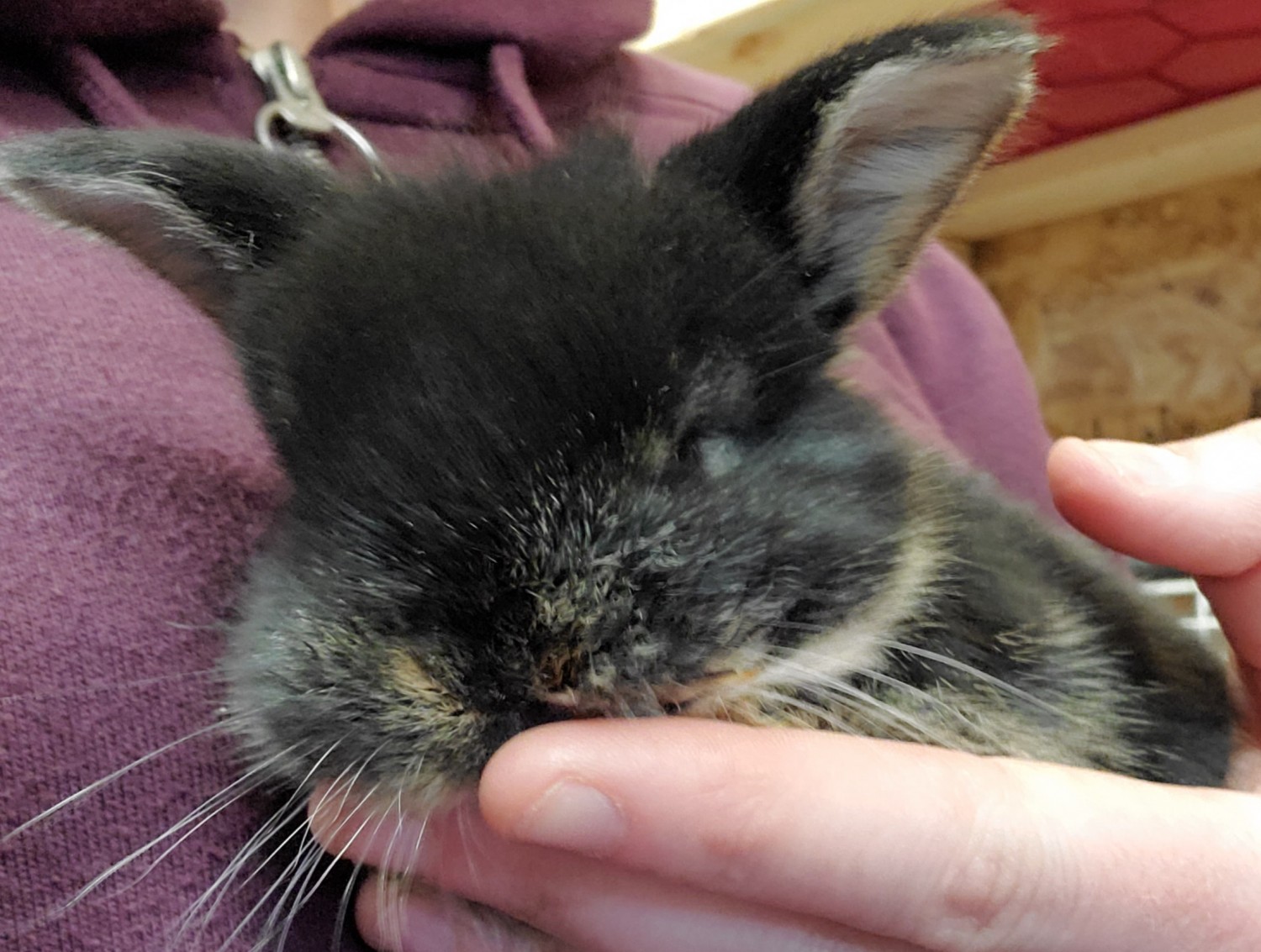 Holland Lop Rabbits For Sale Buffalo, NY 329741