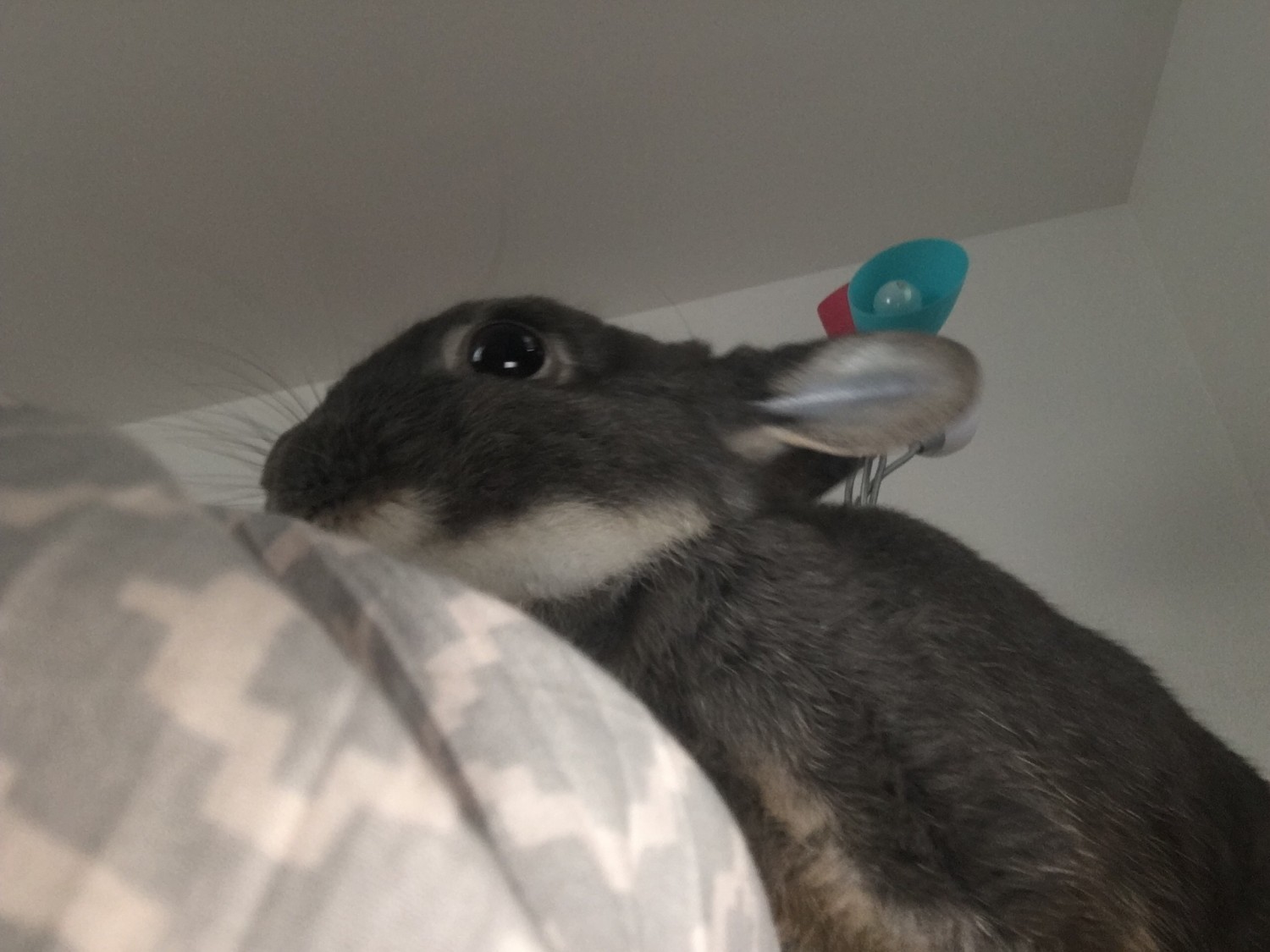 Holland MiniLop Rabbits For Sale New York, NY 305589