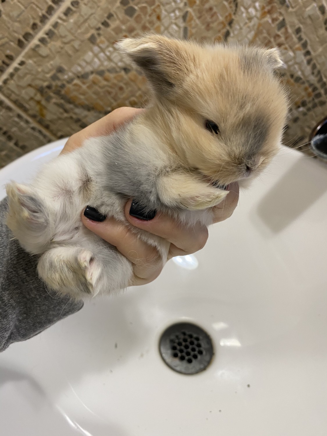 Holland MiniLop Rabbits For Sale Union, NJ 322649