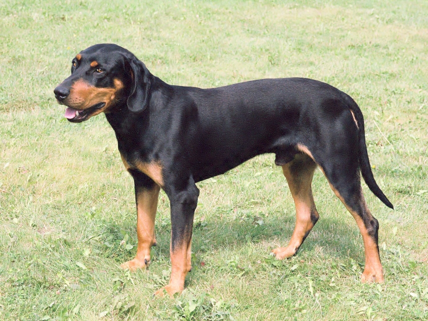 Hungarian Hound Vs Rottweiler Breed Comparison Mydogbreeds