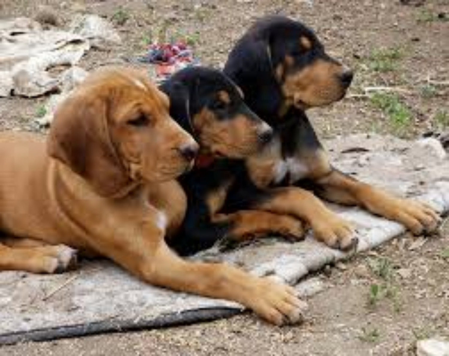 Hungarian Hound Vs Rottweiler Breed Comparison Mydogbreeds