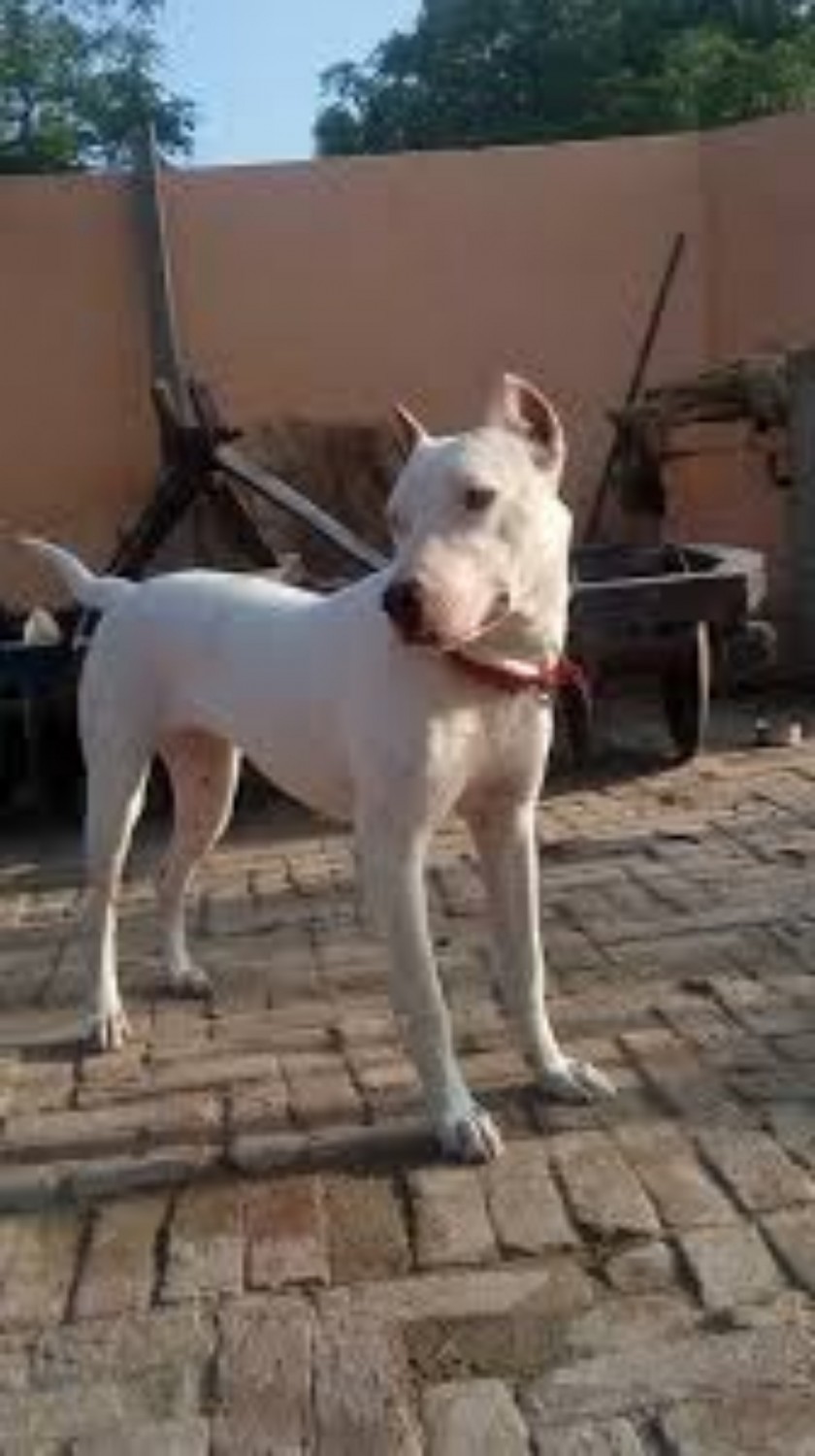 Indian Bull Terrier Dog Breed Information, Images