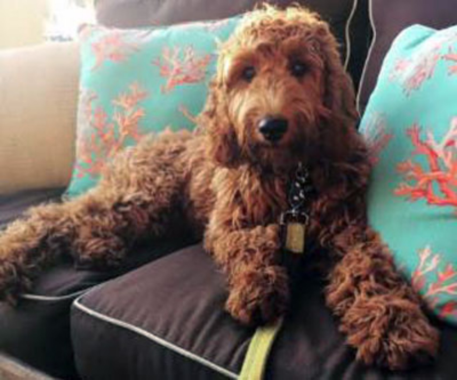 Irish Doodles are a robust, resilient breed, and with good care they can li...