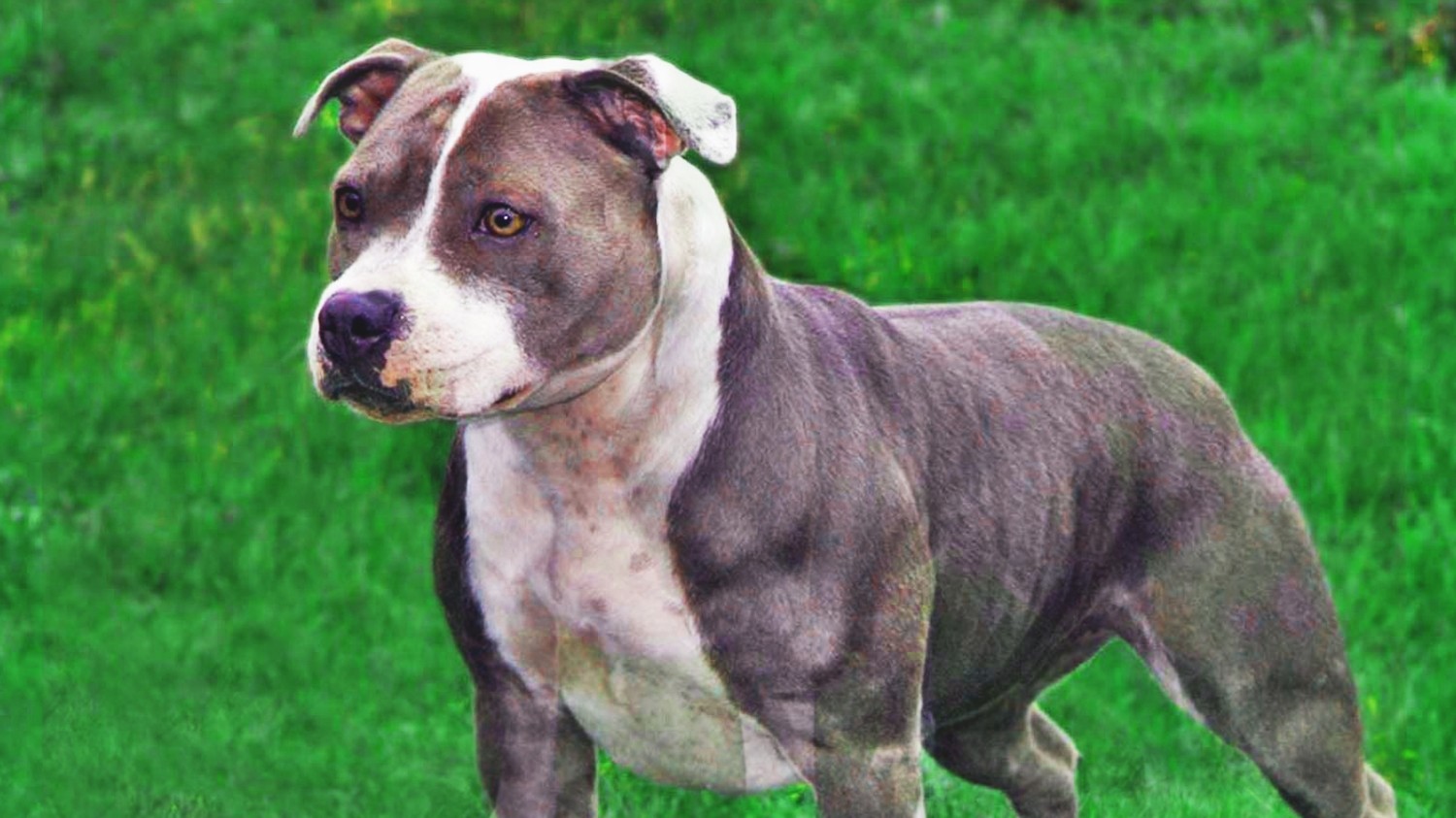 Staffordshire Bull Terrier For Sale In Ireland
