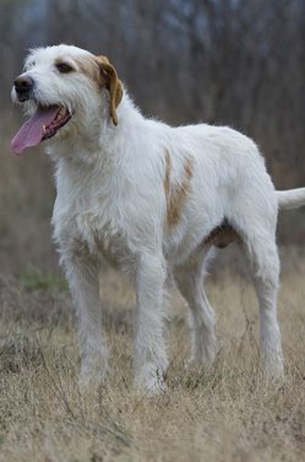 Istarski Ostrodlaki Gonic Dog Breed Information Images Characteristics Health