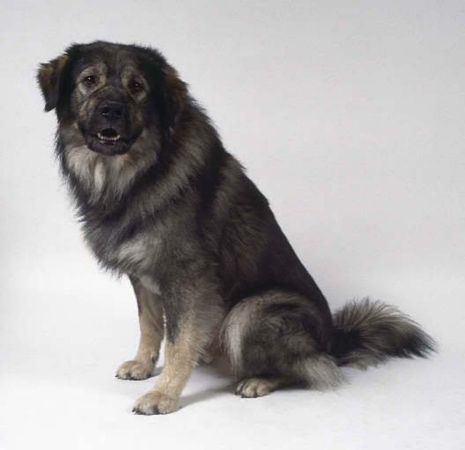 Istrian Sheepdog Dog Breed Information Images Characteristics Health