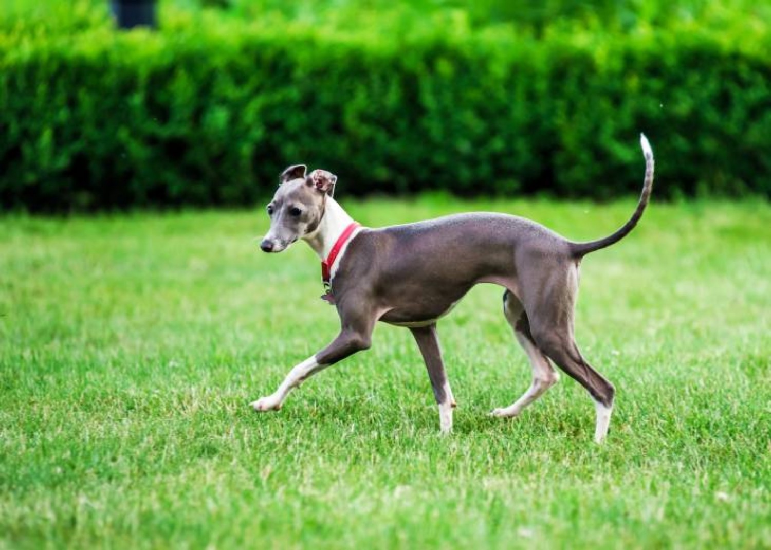 Italian Greyhound vs Chinese Crested Dog - Breed Comparison