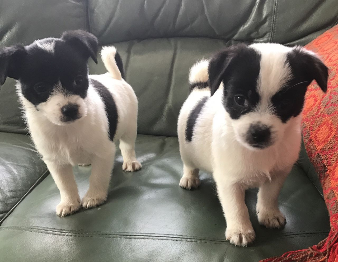 Jack Russell Terrier Puppies For Sale | Miami Gardens, FL ...