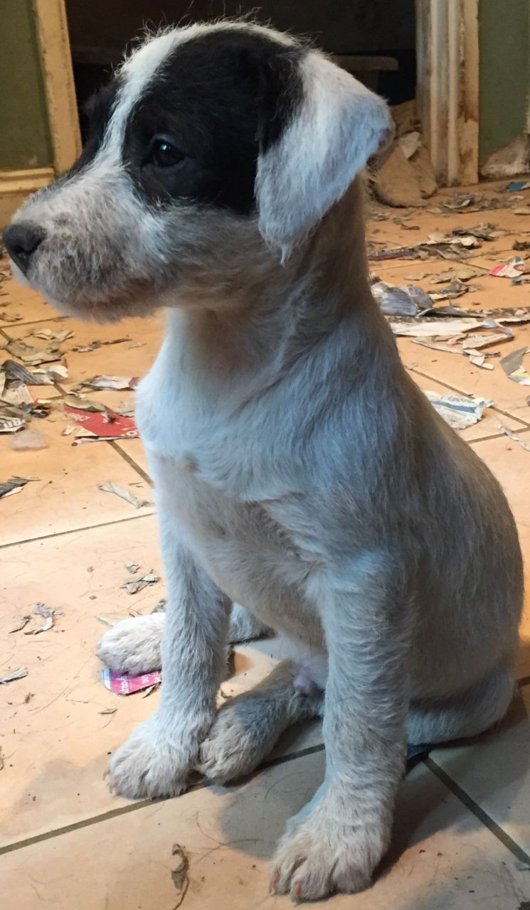 Jack Russell Terrier Puppies For Sale | California Avenue ...