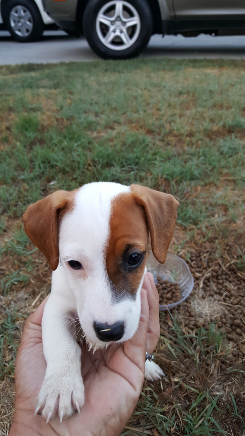 Jack Russell Terrier Puppies For Sale | La Puente, CA #227742