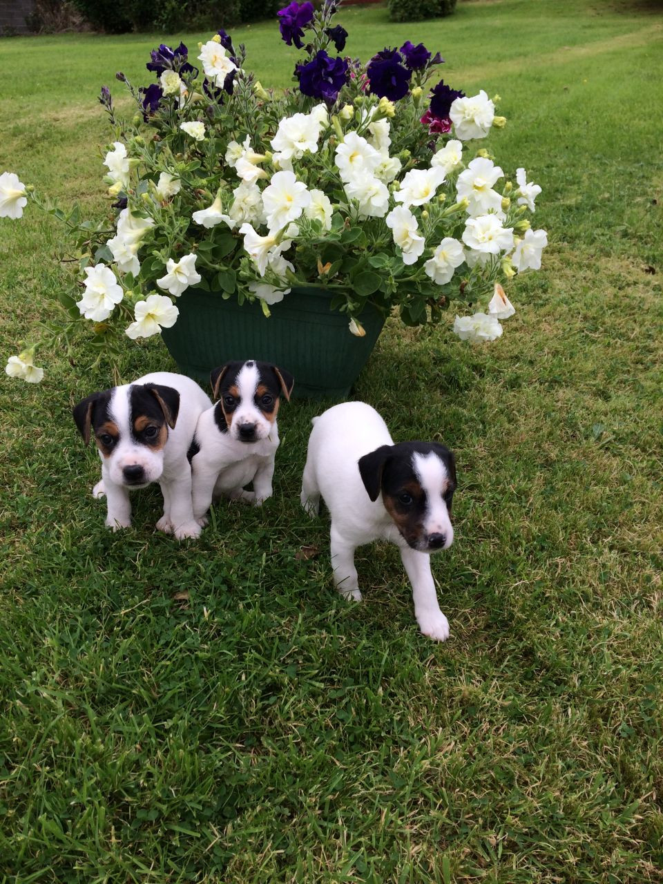 47 Top Pictures Jack Russell Terrier Puppies For Sale - Rendi | Purebred, healthy Jack Russel Terrier puppy for ...