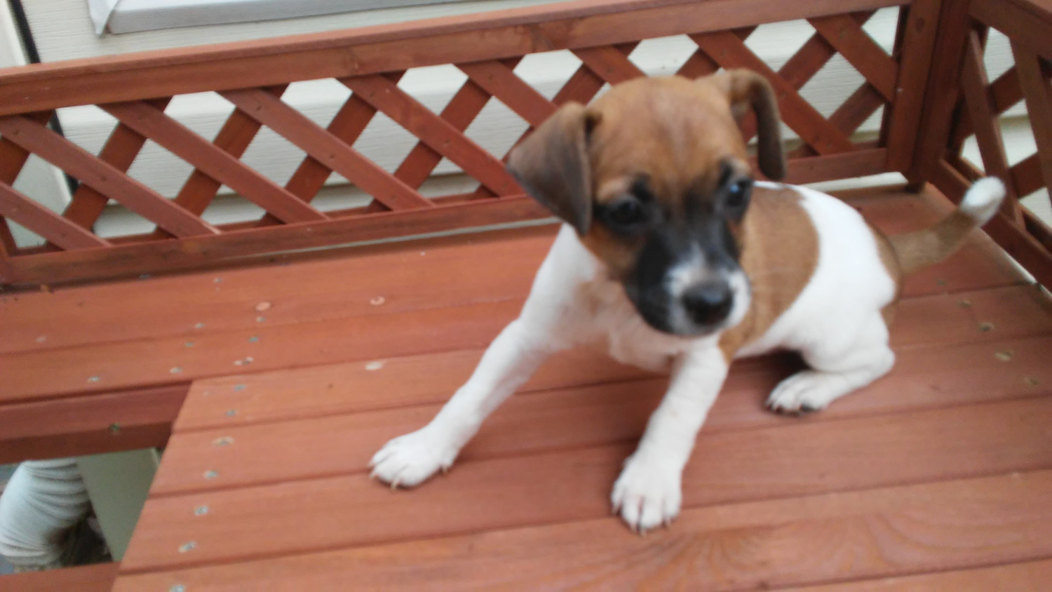 Jack Russell Terrier Puppies For Sale Birdsboro, PA 231806